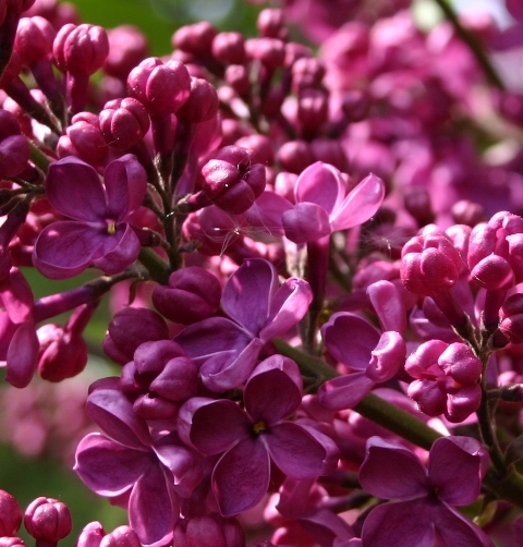 "Krasnaya Moskva" Syringa vulgaris